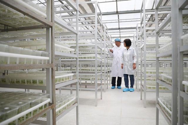 小土豆，大突破 馬鈴薯種業高質量發展觀察