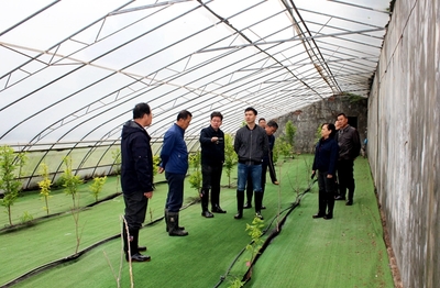 農業科研新篇章 國家柿圃改擴建項目評審會圓滿召開，助推柿產業高質量發展