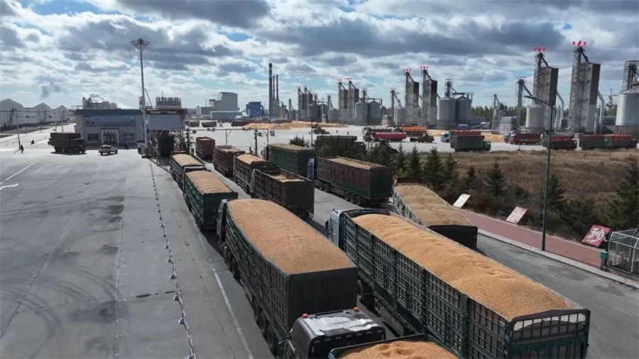 北安象嶼金谷“數智化”收糧 暖心服務下的“秒到”糧款與高效檢驗